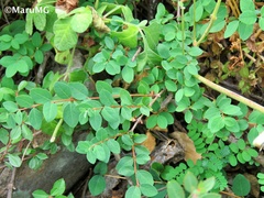 Symphoricarpos microphyllus