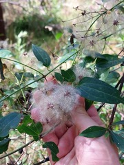 Clematis glycinoides