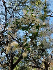 Clematis glycinoides
