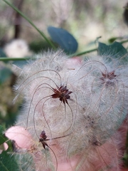 Clematis glycinoides