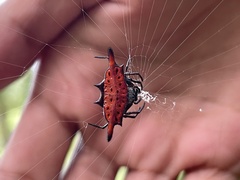 Gasteracantha diardi