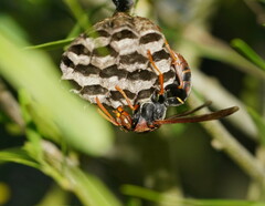 Polistes humilis humilis
