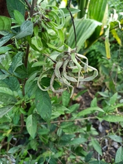 Ohwia caudata