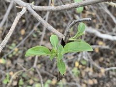 Sambucus cerulea