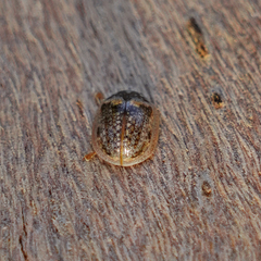 Paropsisterna m-fuscum