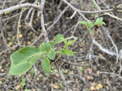 Sambucus cerulea