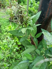 Ohwia caudata