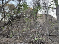 Sambucus cerulea