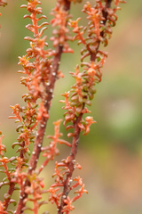 Gyrostemon australasicus