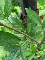 Ohwia caudata