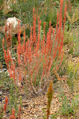 Gyrostemon australasicus