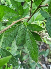 Ohwia caudata