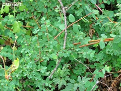 Symphoricarpos microphyllus