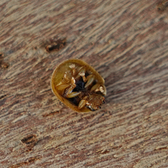 Paropsisterna m-fuscum