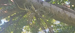 Tillandsia caput-medusae