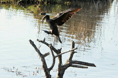 Phalacrocorax carbo