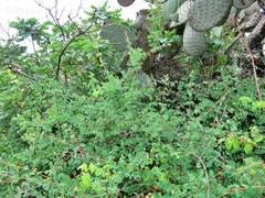 Symphoricarpos microphyllus