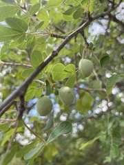 Commiphora mollis