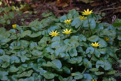 Ficaria verna ficariiformis
