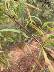 Ophiusa tirhaca