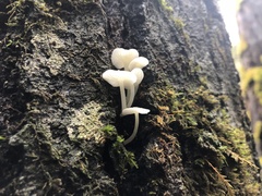 Hemimycena lactea