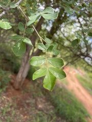 Commiphora mollis