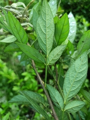 Ohwia caudata