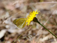 Eurema smilax
