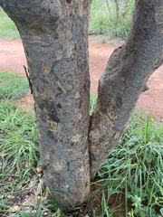Commiphora mollis