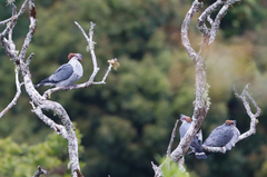 Lopholaimus antarcticus