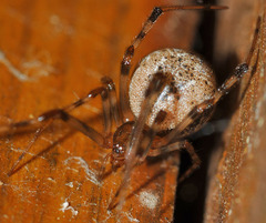 Parasteatoda tepidariorum