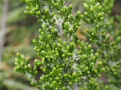 Ozothamnus cupressoides