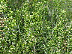 Ozothamnus cupressoides