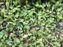 Leptinella squalida squalida