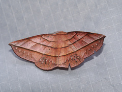 Sarcinodes vultuaria