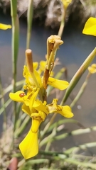 Moraea huttonii