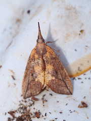 Brontypena ochrocuprea