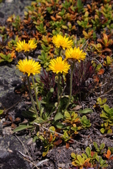 Erigeron aureus