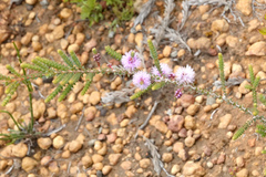 Melaleuca gibbosa