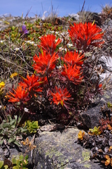 Castilleja rupicola