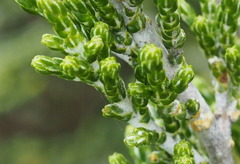 Ozothamnus cupressoides