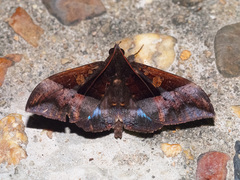 Ischyja hemiphaea