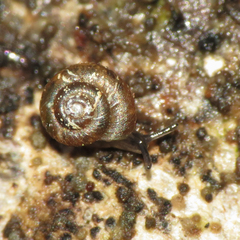 Paralaoma servilis