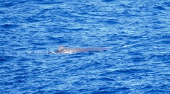 Physeter macrocephalus