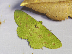 Ophthalmitis