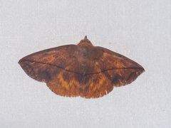Heterospila fulgurea