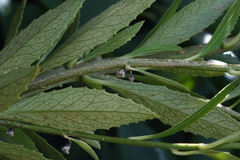 Melicytus chathamicus