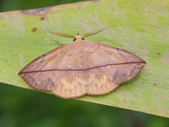 Heterospila fulgurea