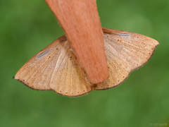Heterospila fulgurea