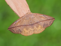 Heterospila fulgurea
